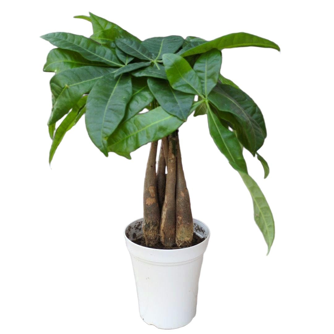 観葉植物　パキラ　アクアティカ　グラブラ　編み込み仕立て ８号鉢 Amazon｜観葉植物 パキラ アクアティカ グラブラ 発財樹 5本ねじり